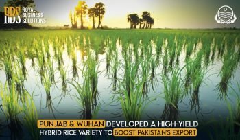 Punjab and Wuhan Developed a High-Yield Hybrid Rice variety to Boost Pakistan's Export