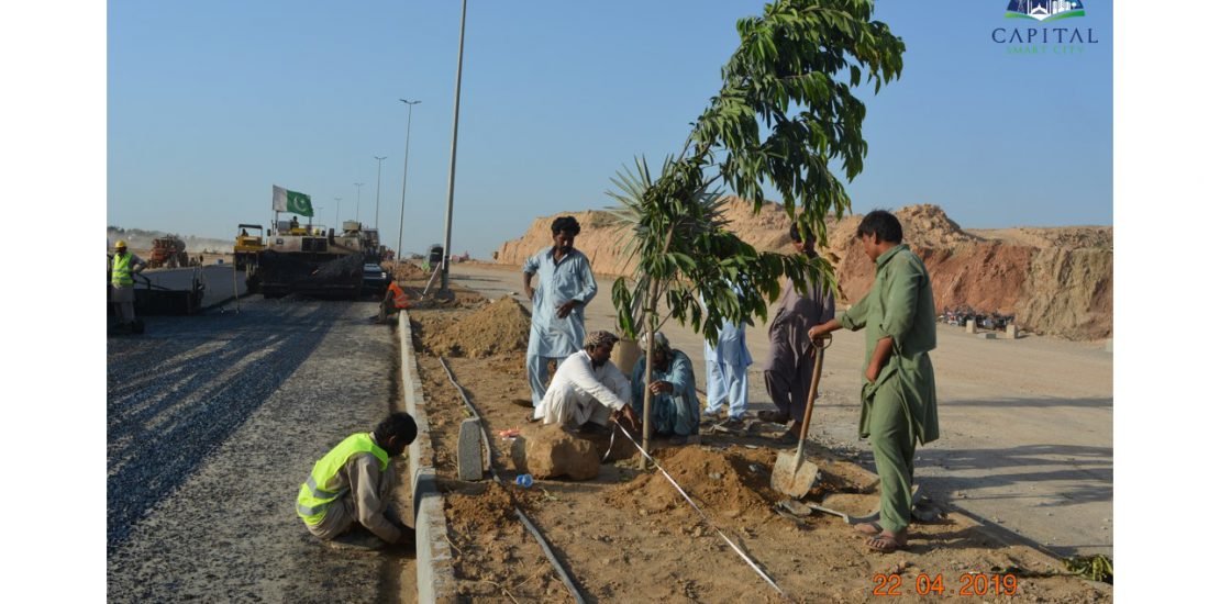 Plantation at the site