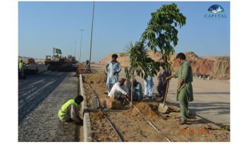 Plantation at the site