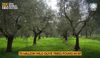 70 Million Wild Olive Trees are found in KP.