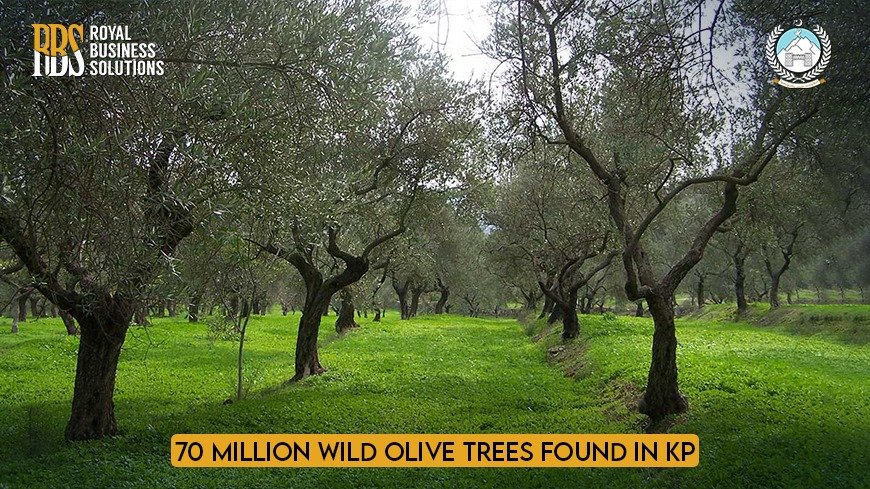 70 Million Wild Olive Trees are found in KP.