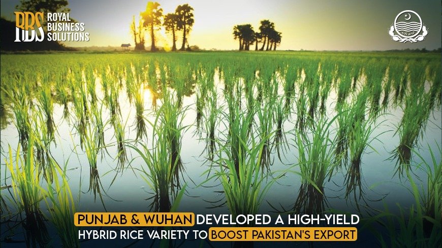 Punjab and Wuhan Developed a High-Yield Hybrid Rice variety to Boost Pakistan's Export