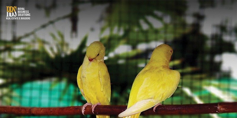 birds aviary